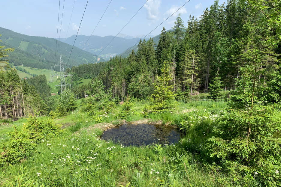 Biodiversity under an overhead power line