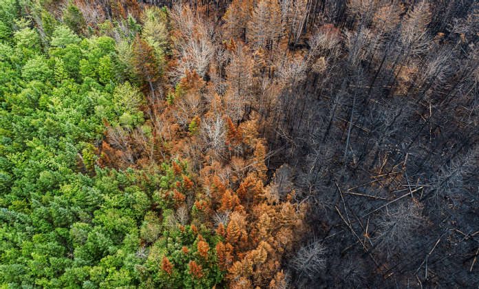 Aerial View of Wildfire Damage