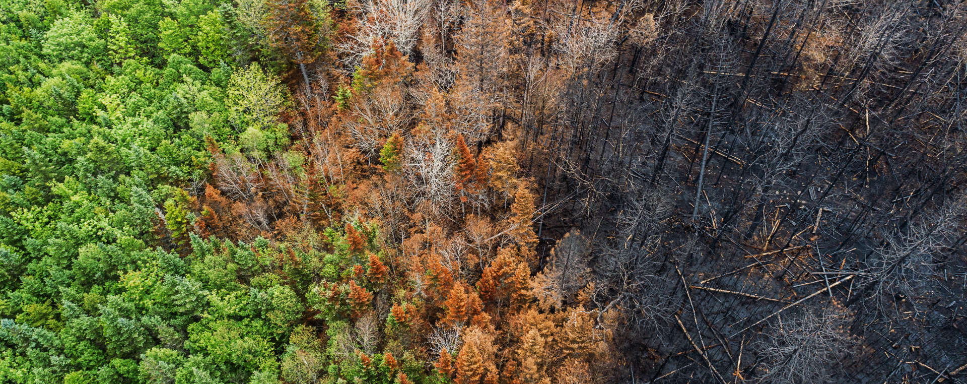 Aerial View of Wildfire Damage