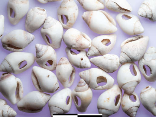 Gelochte Muscheln nach der Reinigung