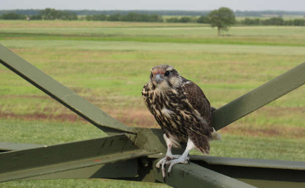 Ein Sakerfalken Jungvogel sitzt auf einem Balken von einem Strommast.