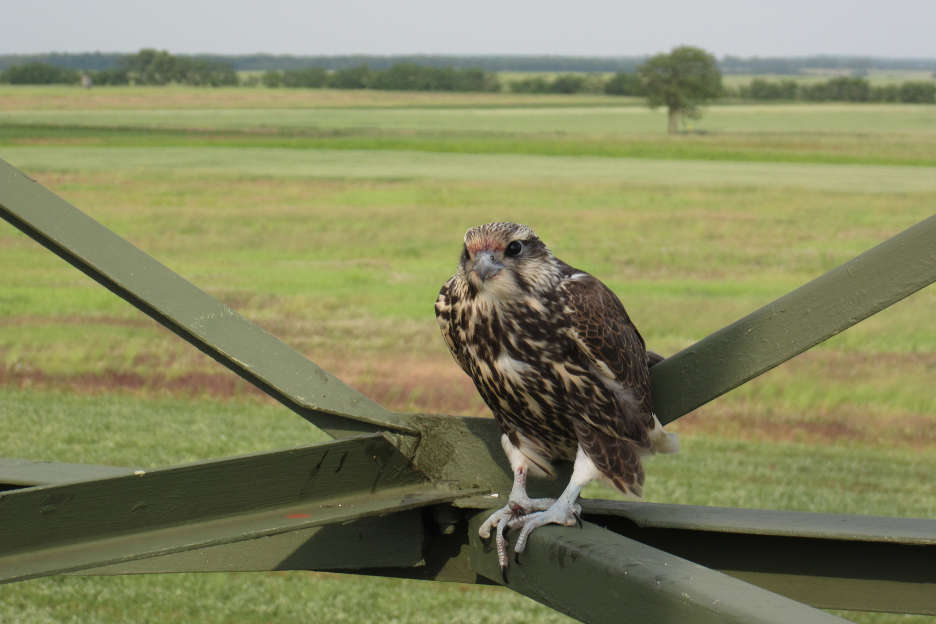 Ein Sakerfalken Jungvogel sitzt auf einem Balken von einem Strommast.