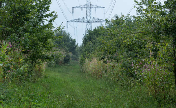 Wiese und Bäume unter einer Stromtrasse.