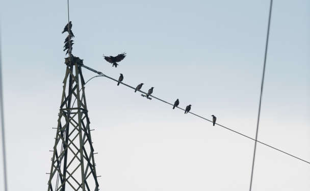 Vögel sitzen auf zwei Stromleitungen.