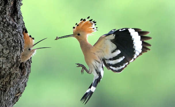 Ein Wiedehopf füttert sein Junges mit einem Wurm.